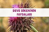 Deve dikeninin faydaları nelerdir?