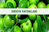Eriğin faydaları nelerdir?