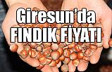Fındık Fiyatı 13,50 Liraya Yükseldi