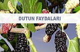 Dutun faydaları nelerdir?