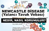 Yalancı Tavuk Vebası Nedir? (Newcastle Disease)