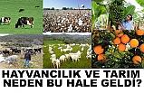 Hayvancılık ve Tarım Neden Bu Hale Geldi?
