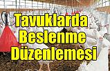 Tavuklarda Beslenme Düzenlemesi