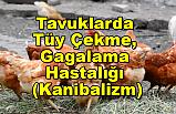 Tavuklarda Tüy Çekme, Gagalama Hastalığı (Kanibalizm)