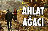Ahlat Ağacı Nedir?