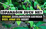 Güzel avrat otu nedir? (Ispanak Zehirlenmesi Neden Olur)