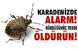 Karadeniz'de Kokarca Alarmı; Gördüğünüz Yerde öldürün!