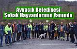 Ayvacık Belediyesi Sokak Hayvanlarının Yanında