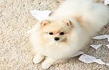 Pomeranian Köpek Tuvalet Eğitimi Nasıl Verilir?