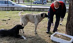 İlkadım Belediyesi Sokak Hayvanlarına Mama Dağıtıyor