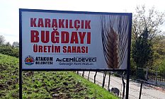 Atalık Tohum Çiftçilere Ücretsiz Dağıtılacak