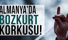 Almanya'da 'Bozkurt' Korkusu !