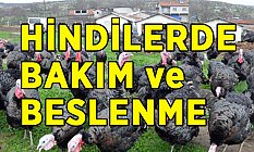 Hindilerin Bakım ve Beslenmesi Nasıl Olur?