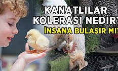 Tavuk Kolerası - Kanatlı Kolerası (Pasteurella multocida)