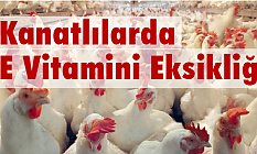 Kanatlılarda E Vitamini Eksikliği