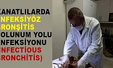 Kanatlılarda Enfeksiyöz Bronşitis Solunum Yolu Enfeksiyonu Nedir?