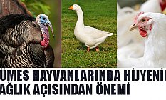 Kümes Hayvanlarında Hijyenin Önemi