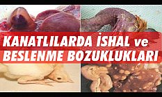 Kanatlılarda İshal ve Beslenme Bozuklukları Nedir?