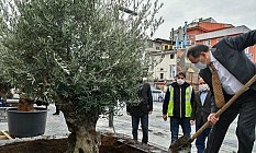 Saathane Meydanına zeytin ağaçları...