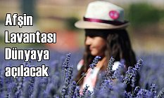 Afşin Lavantası Dünyaya Açılacak