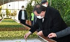 Büyükşehir Kendi Süs Bitkisini Üretiyor