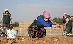 Gölbaşı Belediyesi Sevgi Çiçeği Rezerv Alanları Oluşturdu