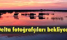 Kızılırmak Deltası Kuş Cenneti fotoğrafçıları bekliyor