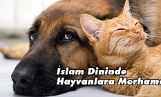 İslam Dininde Hayvanlara Merhamet