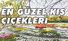Sevilen kış çiçekleri