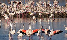 İzmir’in yavru flamingoları dünyaya gözlerini açtı