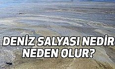 Deniz Salyası Nedir, Nasıl Oluşur?