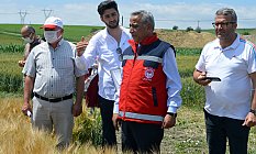 İbrahim Sağlam, Havza’da deneme tarlaları incelendi