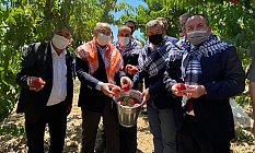 Pandemide şeftali ihracatı rekor kırdı