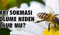 Arı Sokması Ölüme Neden Olur mu?