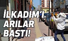 Arılar Samsun'da İlkadım'ı Arılar Bastı!