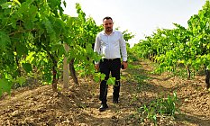 Eryılmaz’dan, üzüm fiyatları 17 lira belirlensin çağrısı