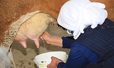 Tarım Fuarı'nda Süt Sağma Yarışması