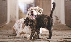 Bağcılar Pet Kuaförü