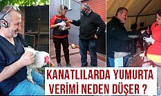 Bektaş: Kanatlılarda Yumurta Verimi Neden Düşer?