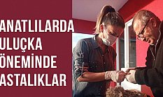 Kanatlılarda Kuluçka Döneminde Hastalıklar