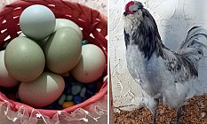 Münevver Tarazan: Kabuğu Renkli Yumurta Nedir, Nasıl Olur?