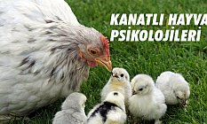 Kanatlı Kümes Hayvanlarında Davranış Psikolojileri