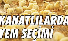 Münevver Tarazan: Kanatlılarda Yem Seçimi