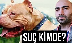 Suç sokak hayvanlarında mı?