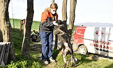 Terk eden 30 bin TL ödeyecek