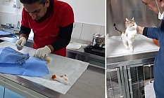 Yaralı kedi sağlığına kavuştu