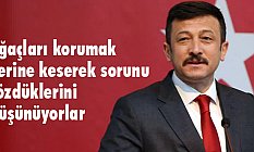 Hamza Dağ, palmiyelerin kesilmesine tepki gösterdi