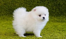 Süs Köpeği Yaşam Süresi