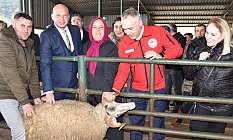Üreticiye Damızlık Koç Desteği