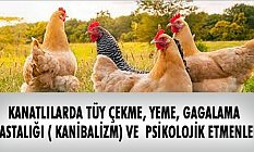 Kanatlılarda Tüy Çekme, Yeme, Gagalama (Kanibalizm)